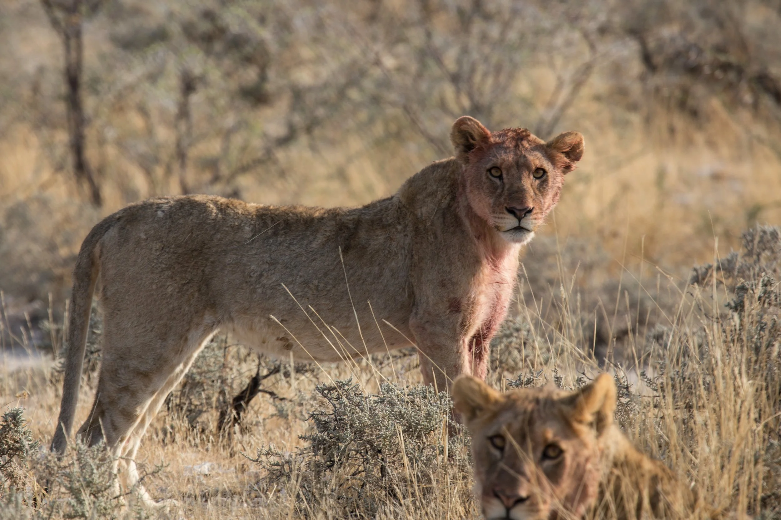 Namibia-130.jpg
