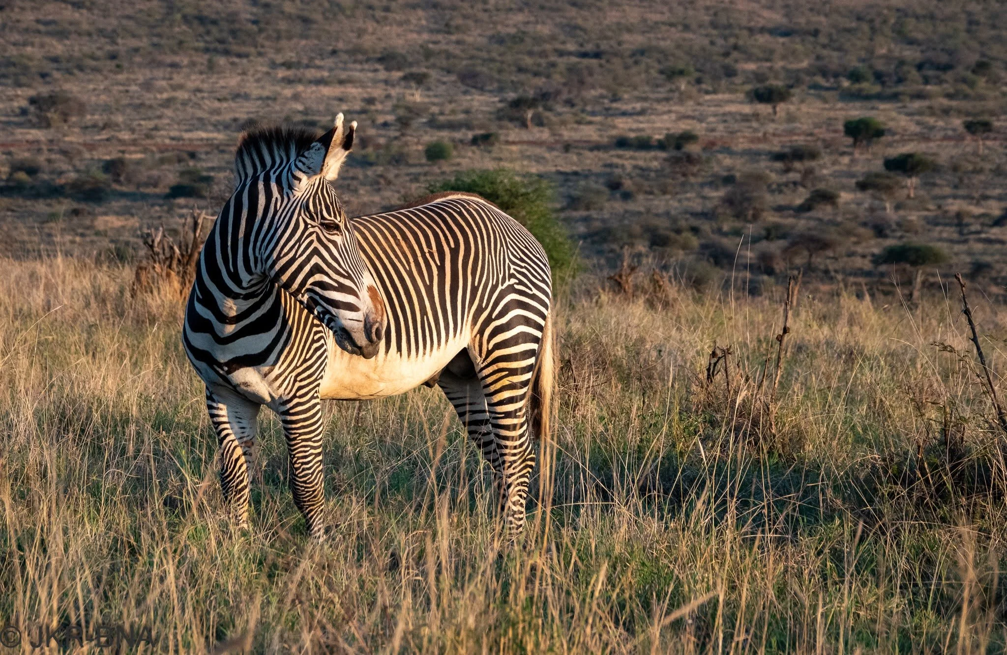 004-20250814-DSC04733-Grevy's_zebra, Kenya, Loisaba.jpg