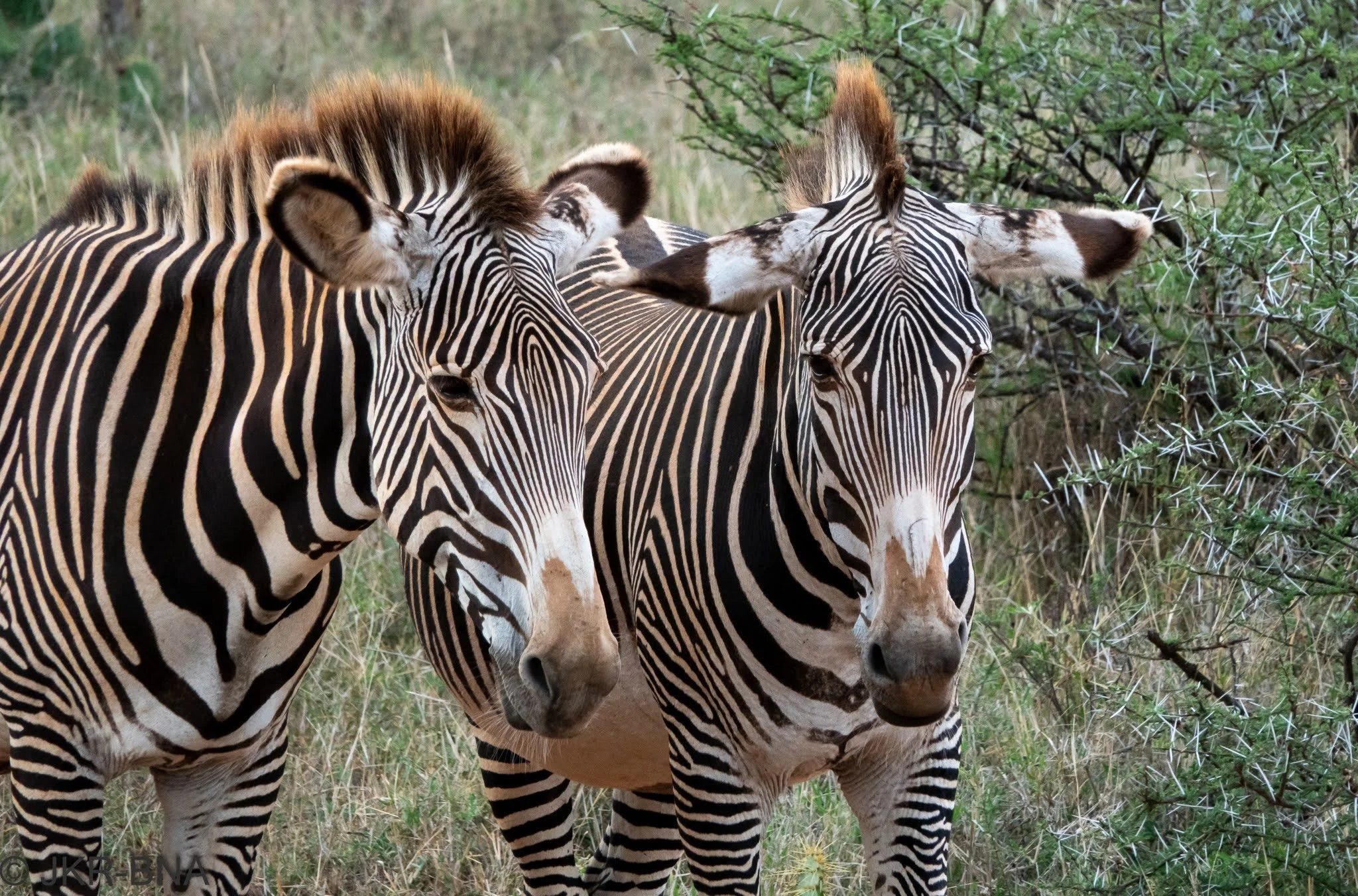 005-20250816-DSC04888-Grevy's_zebra, Kenya, Loisaba.jpg