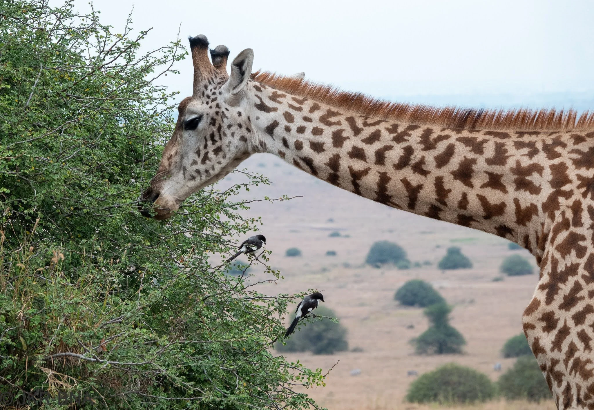 006-20250812-DSC04630-Kenya, Masai_giraffe, Nairobi, Nairobi_NP.jpg