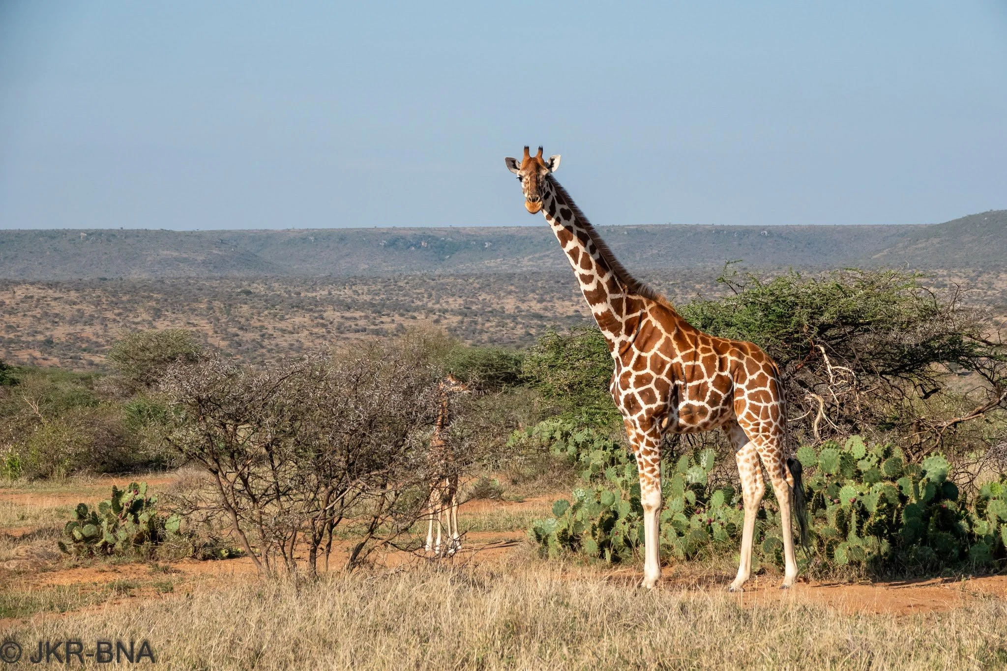 008-20250814-DSC04766-Kenya, Loisaba, Reticulated_giraffe.jpg