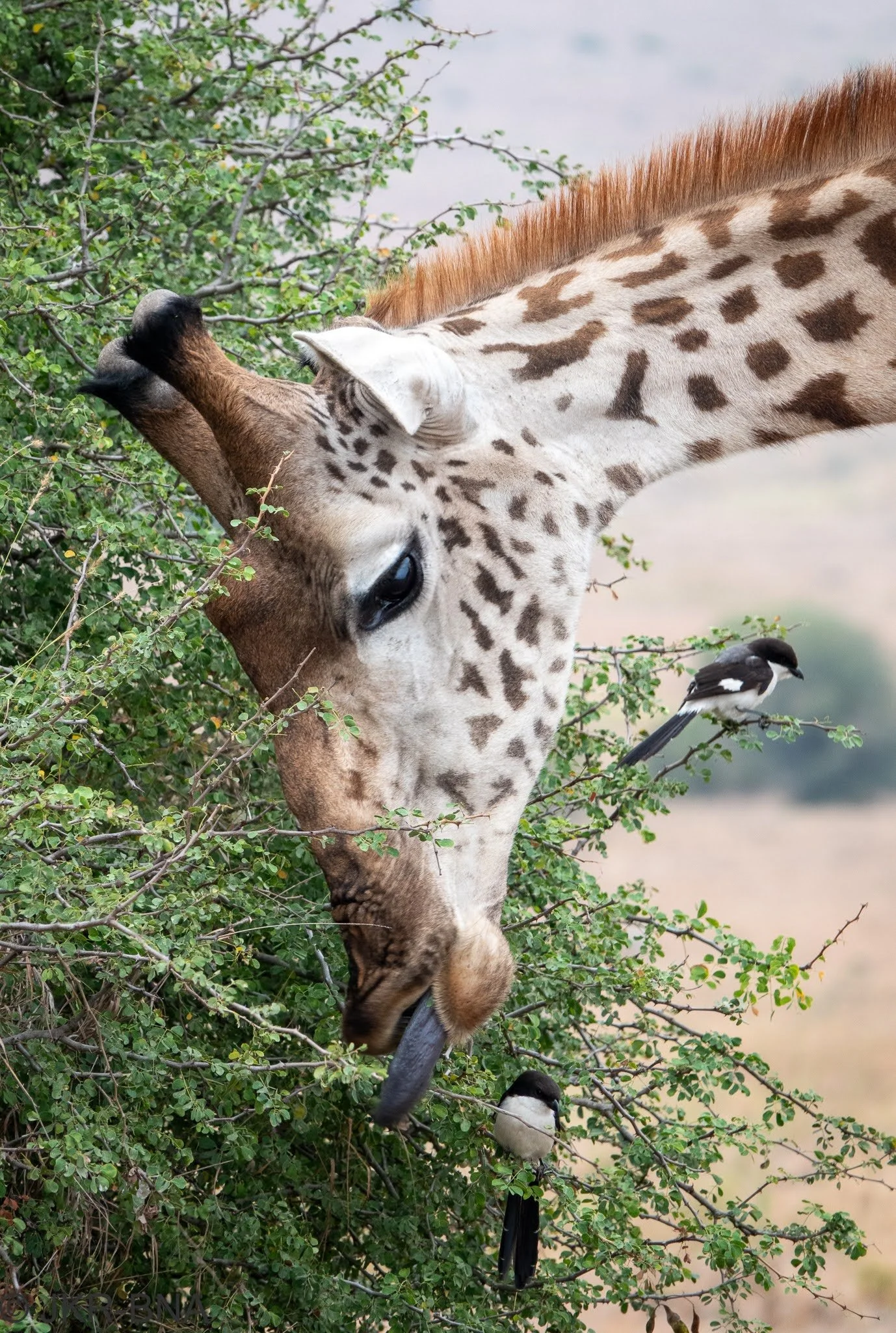 007-20250812-DSC04629-Kenya, Masai_giraffe, Nairobi, Nairobi_NP.jpg
