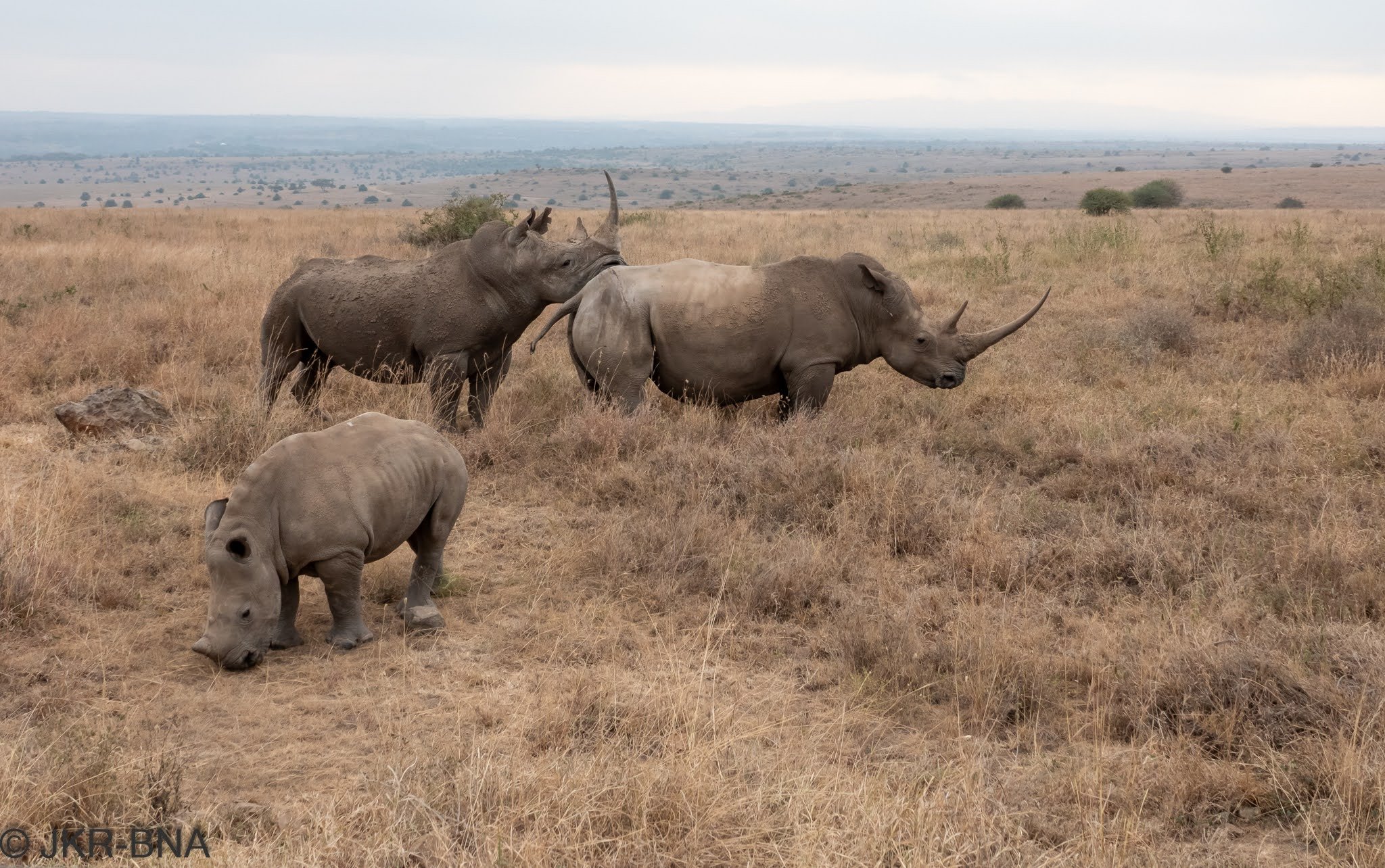 010-20250812-DSC04646-Kenya, Nairobi, Nairobi_NP, white_rhino.jpg