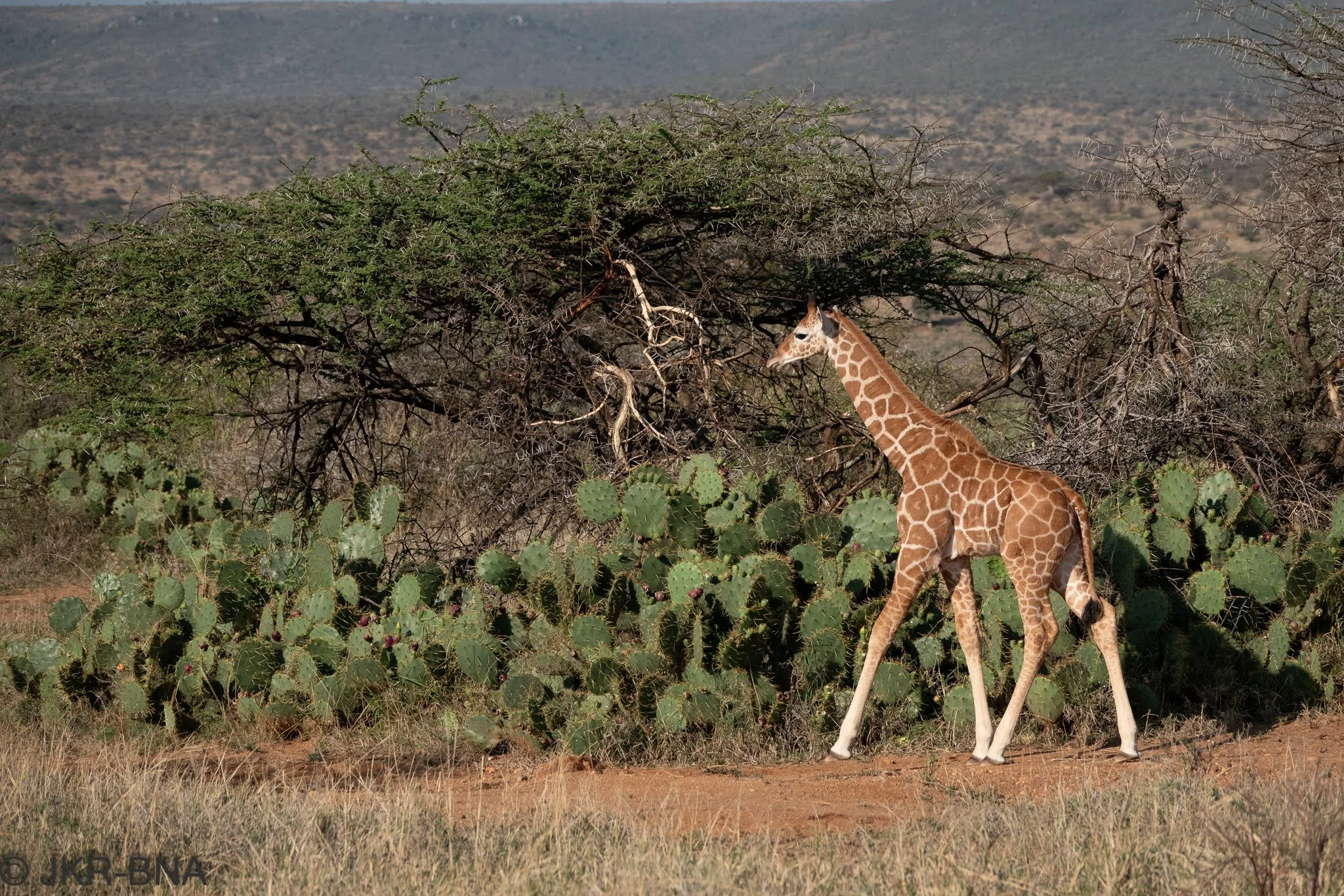 009-20250814-DSC04765-Kenya, Loisaba, Reticulated_giraffe.jpg