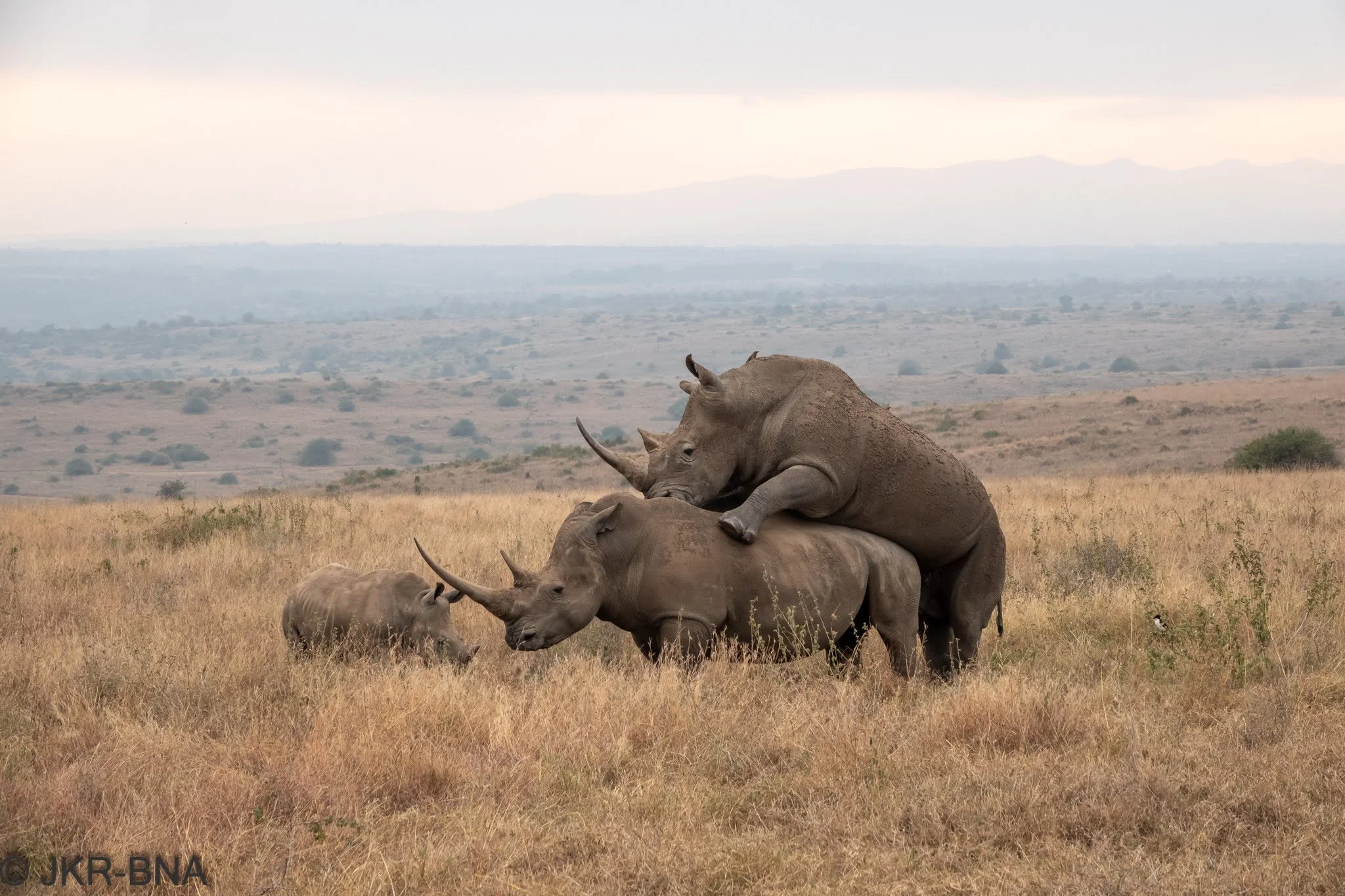 012-20250812-DSC04667-Kenya, Nairobi, Nairobi_NP, white_rhino.jpg