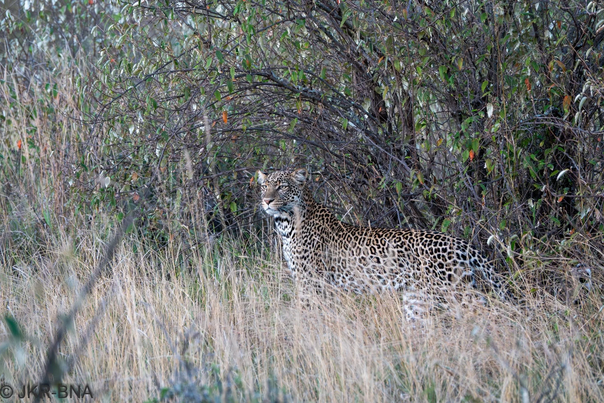 015-20250813-DSC04720-hunting, Kenya, leopard, Loisaba.jpg
