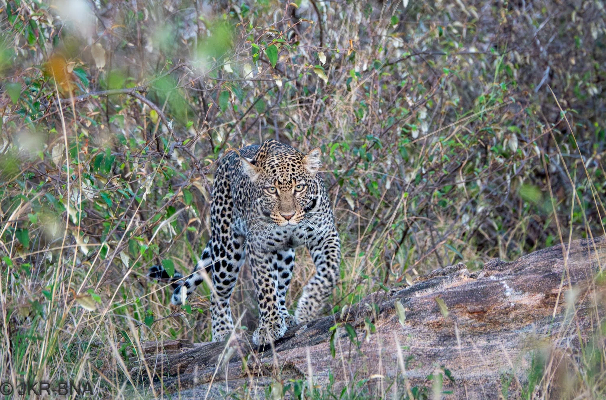 016-20250813-DSC04721-hunting, Kenya, leopard, Loisaba.jpg