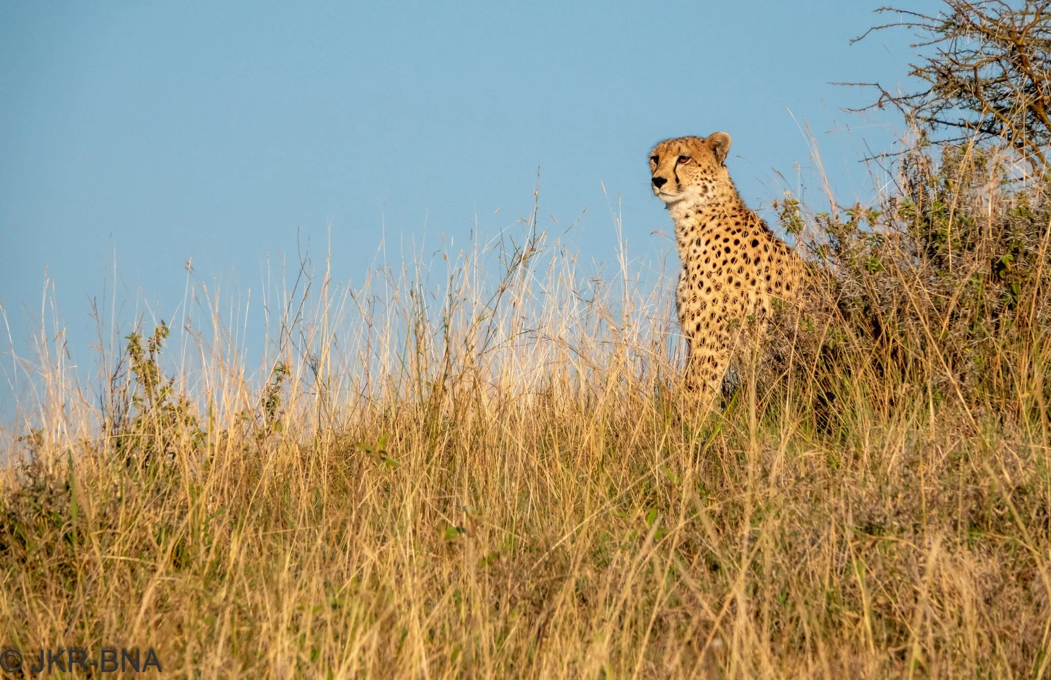 017-20250814-DSC04747-cheetah, Kenya, Loisaba.jpg