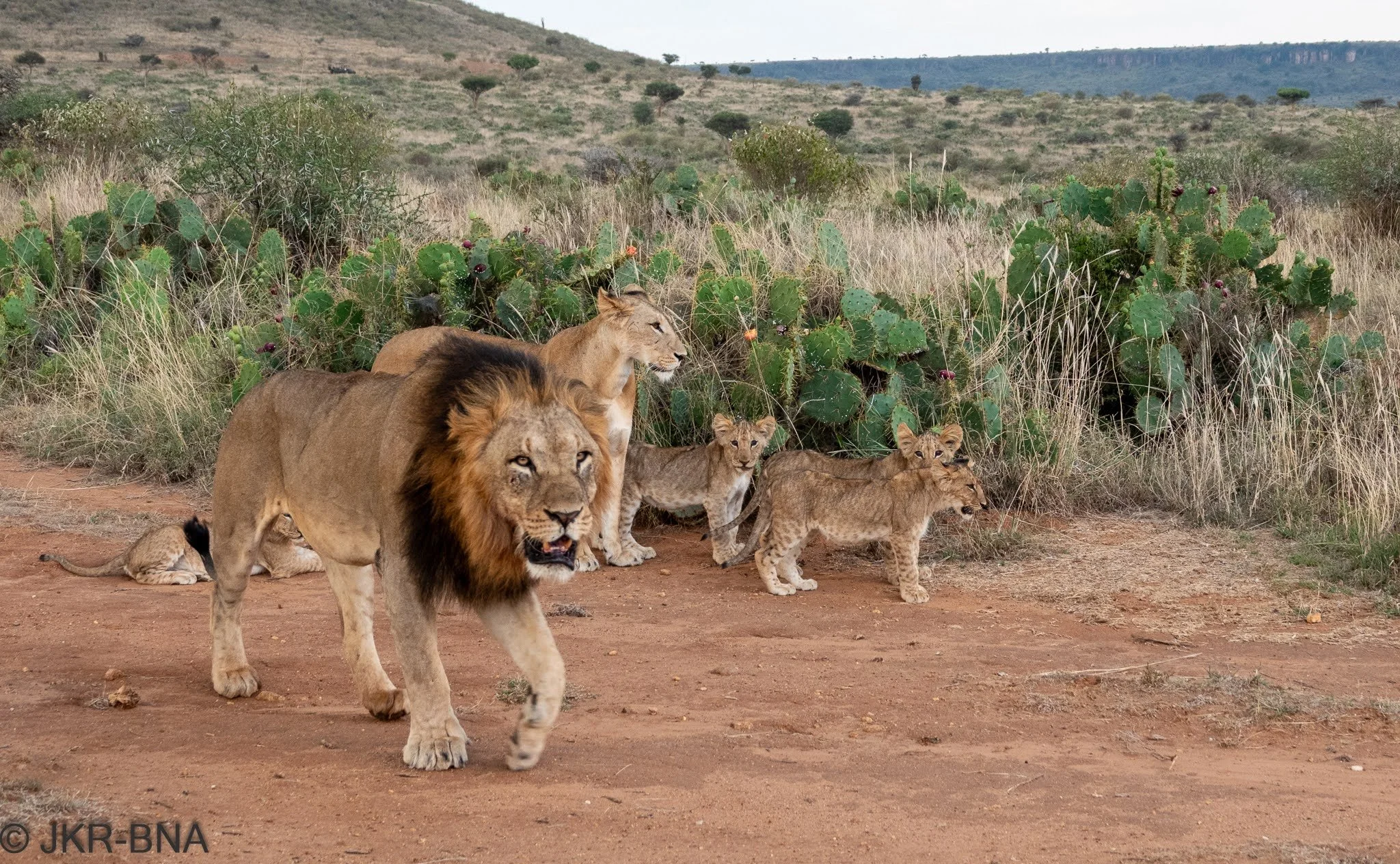 019-20250814-DSC04794-Kenya, lion, Loisaba.jpg