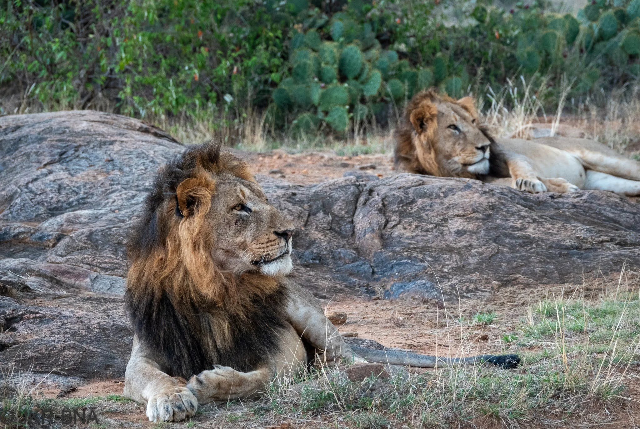 021-20250814-DSC04798-Kenya, lion, Loisaba.jpg