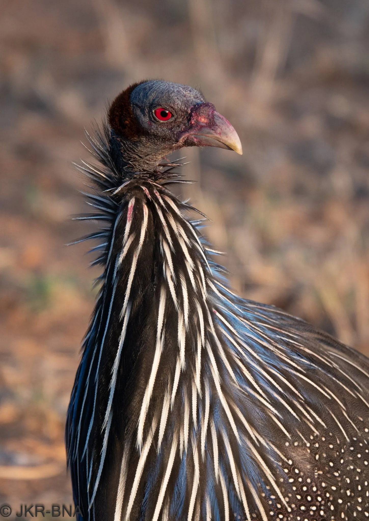 022-20250815-DSC04826-bird, Kenya, Loisaba, Vulturine_guinea_fowl.jpg