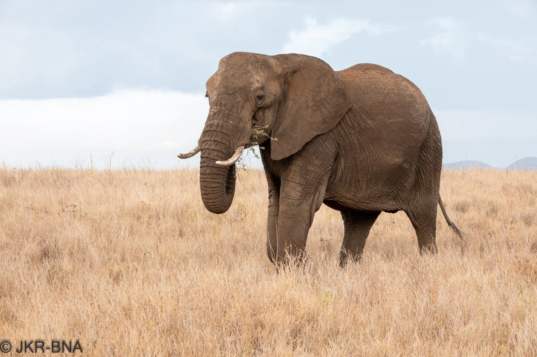 023-20250816-DSC04900-elephant, Kenya, Lewa_Wilderness.jpg