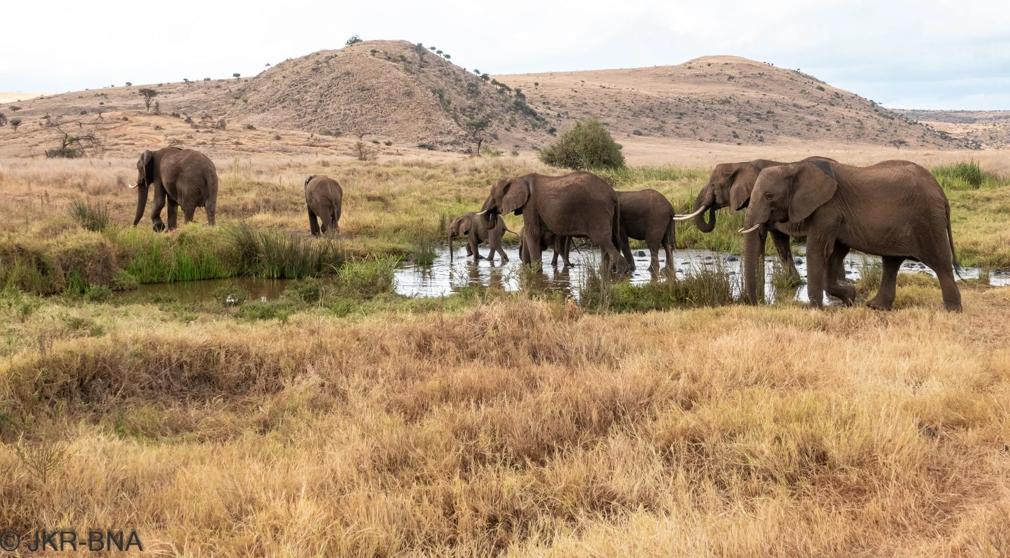 024-20250816-DSC04902-elephant, Kenya, Lewa_Wilderness.jpg