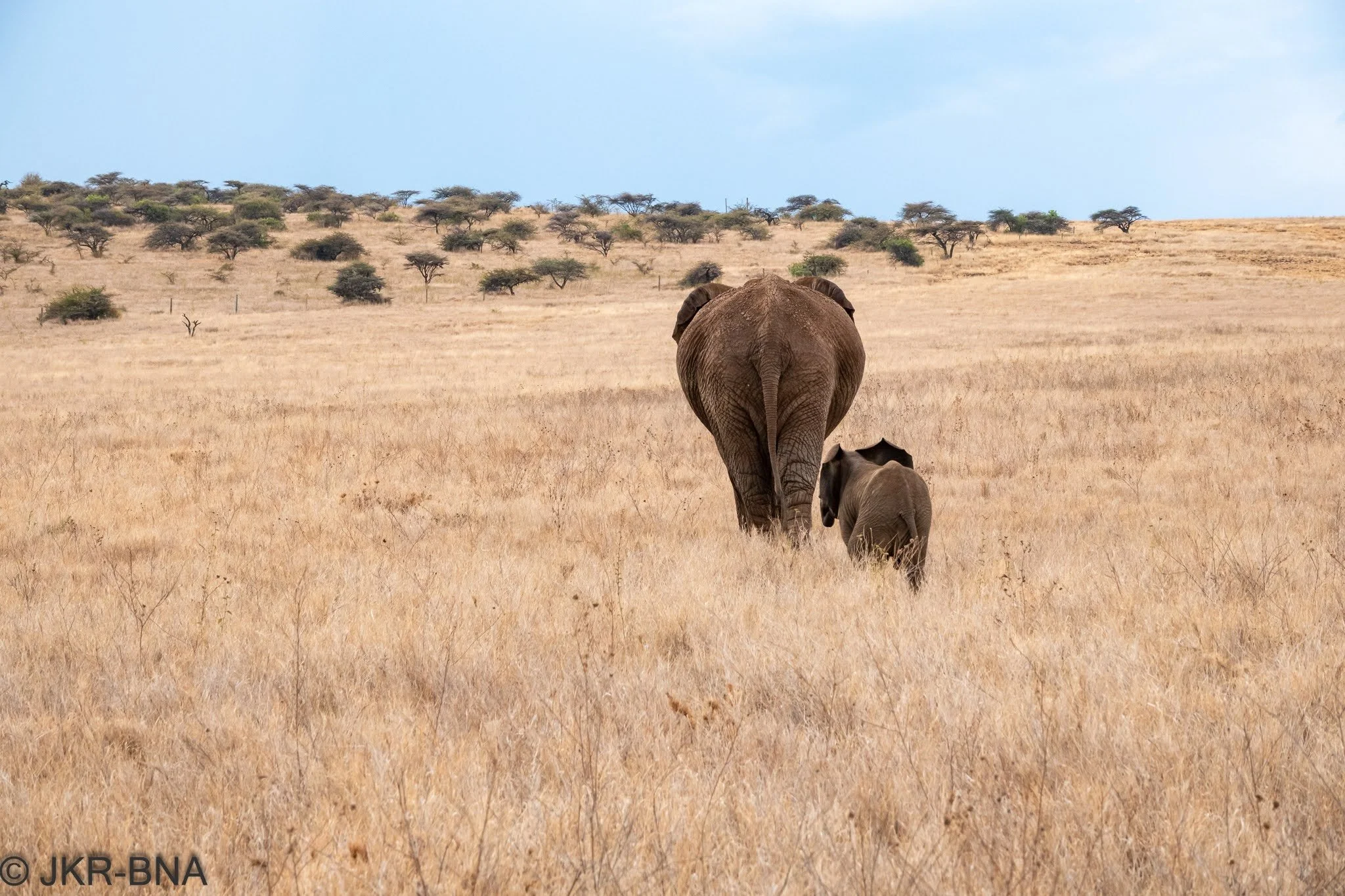 025-20250816-DSC04916-elephant, Kenya, Lewa_Wilderness.jpg