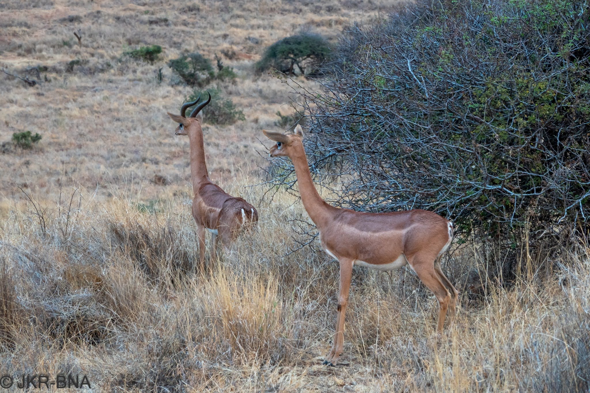026-20250816-DSC04928-gerenuk_gazelle, Kenya, Lewa_Wilderness.jpg