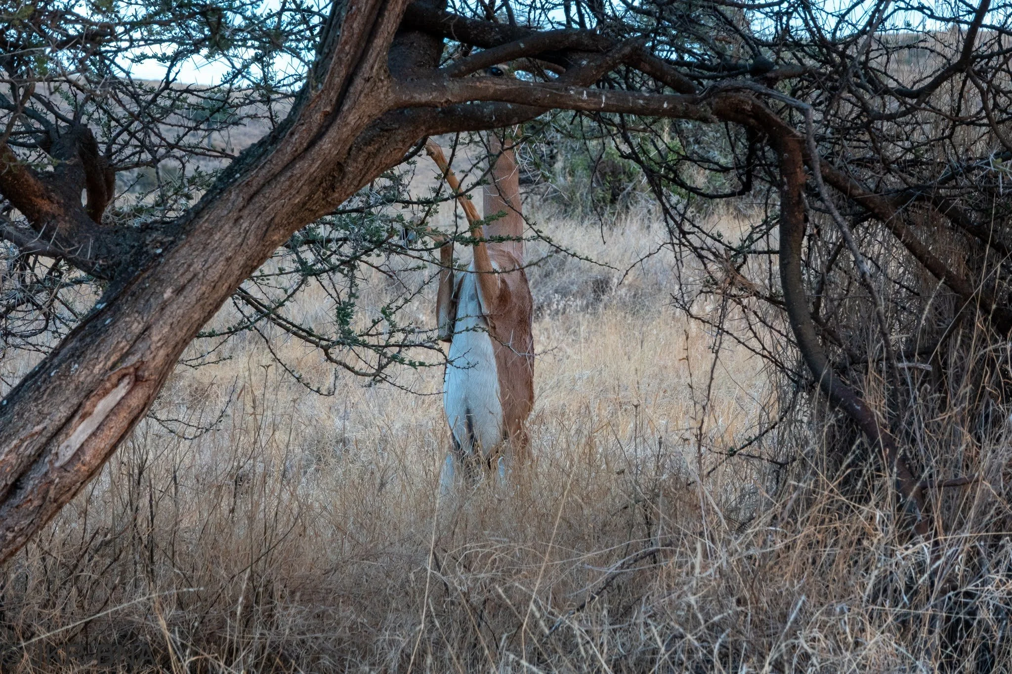 027-20250816-DSC04924-gerenuk_gazelle, Kenya, Lewa_Wilderness.jpg