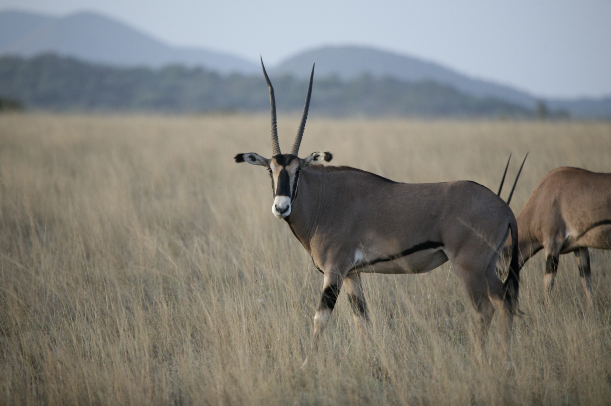 Samburu Special 5