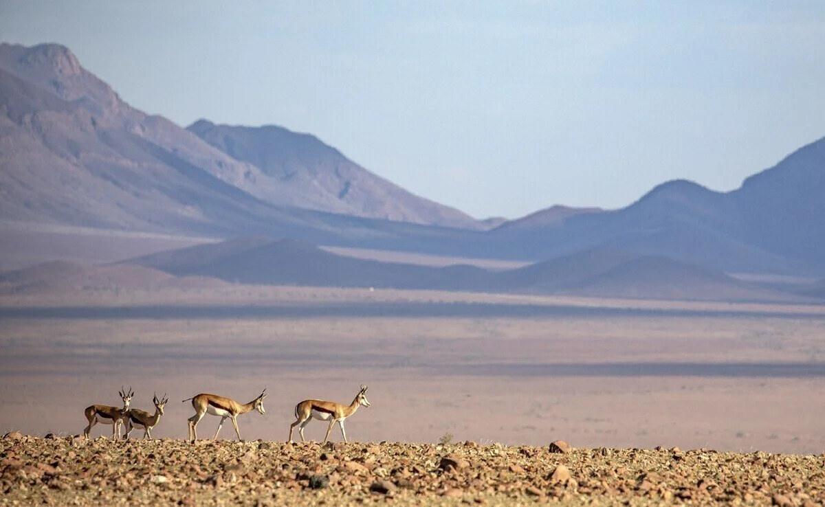 Namibia Highlights and The Cape