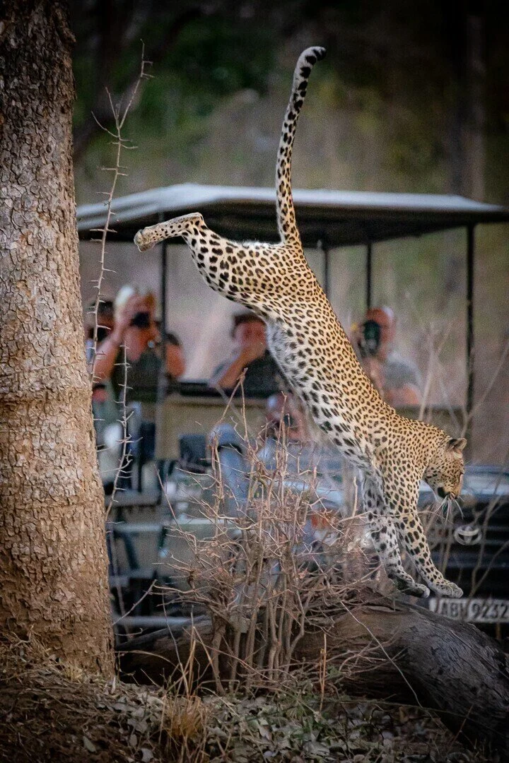 Classic Zambia Safari 