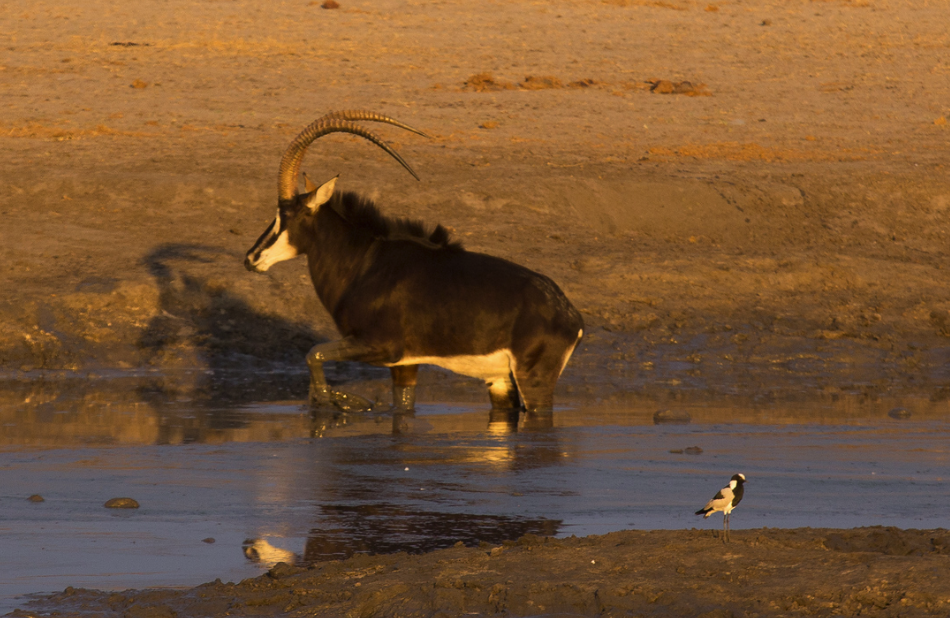 Graduation Safari Celebration: Cape Town to Victoria Falls