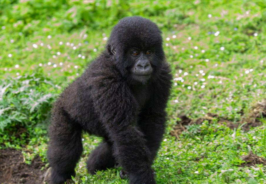 From Zimbabwe to Gorilla Trekking in Rwanda