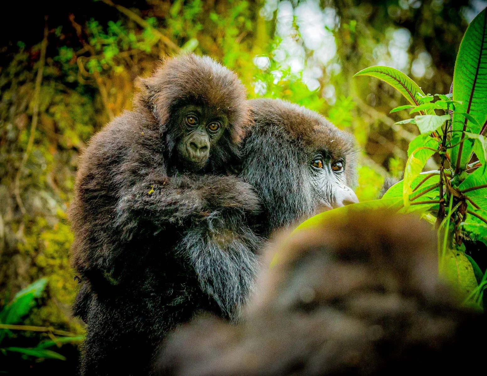 The Quiet Season Safari: A  Journey to Kenya and Uganda