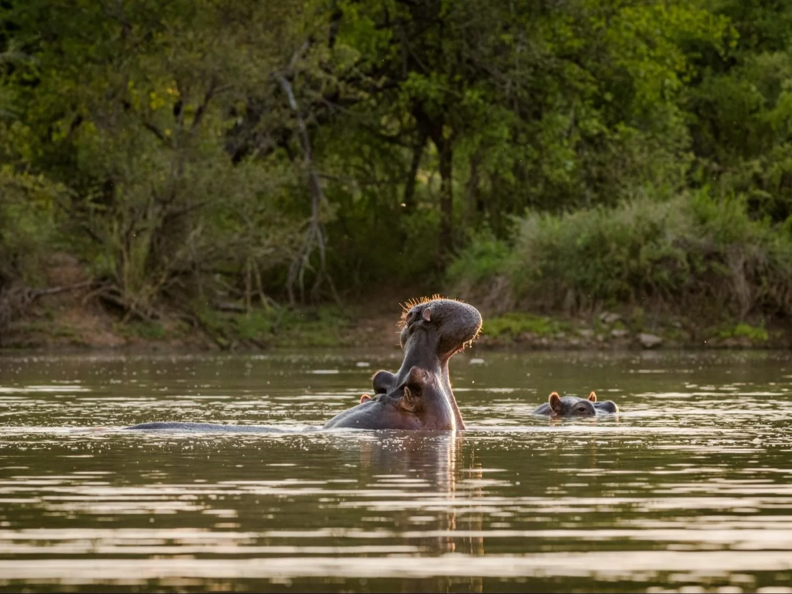 South Africa Honeymoon Safari: Romance Meets Adventure