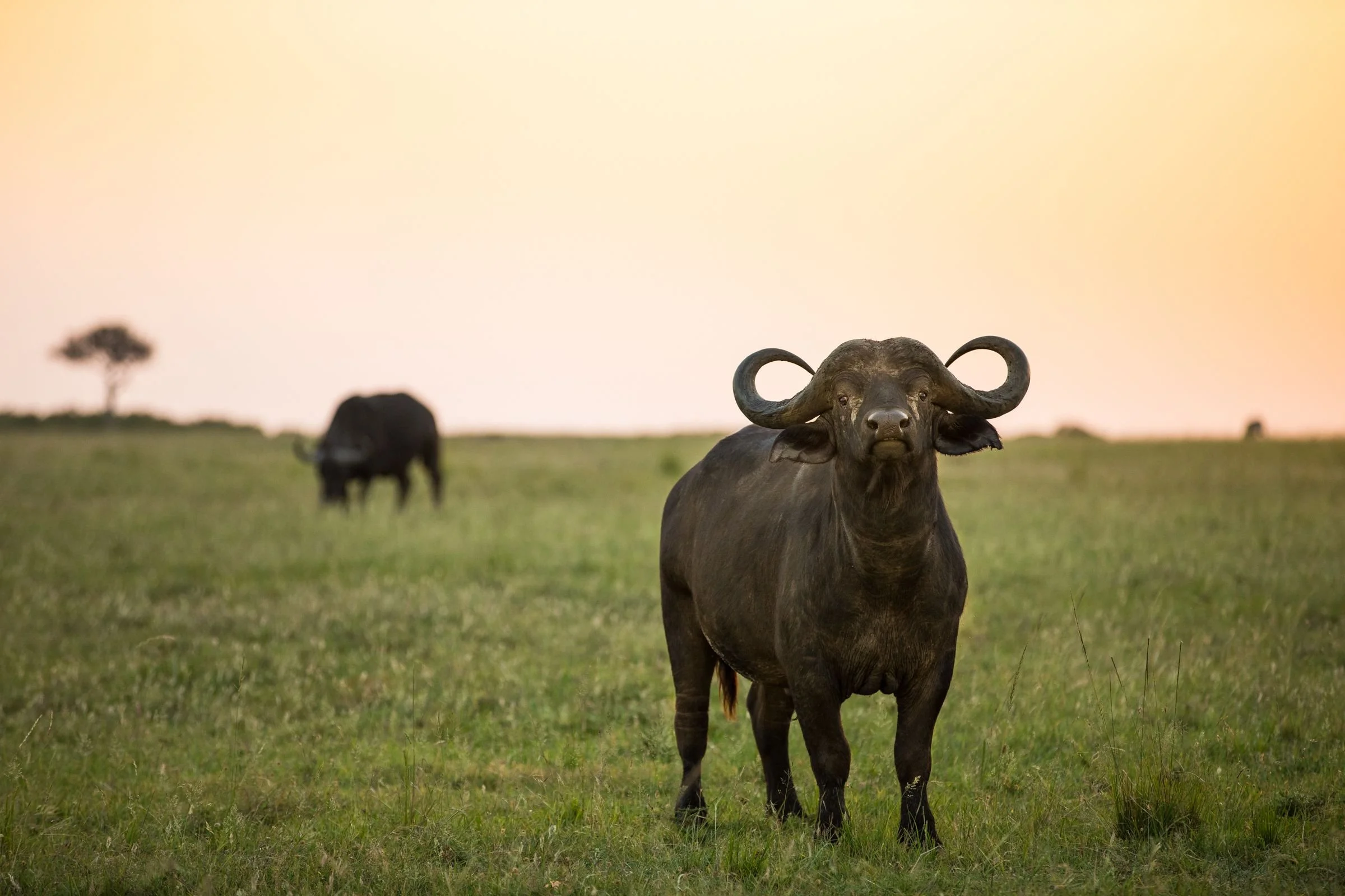 Tanzania, Kenya &amp; Rwanda: Luxury Safari for Couples on the Move