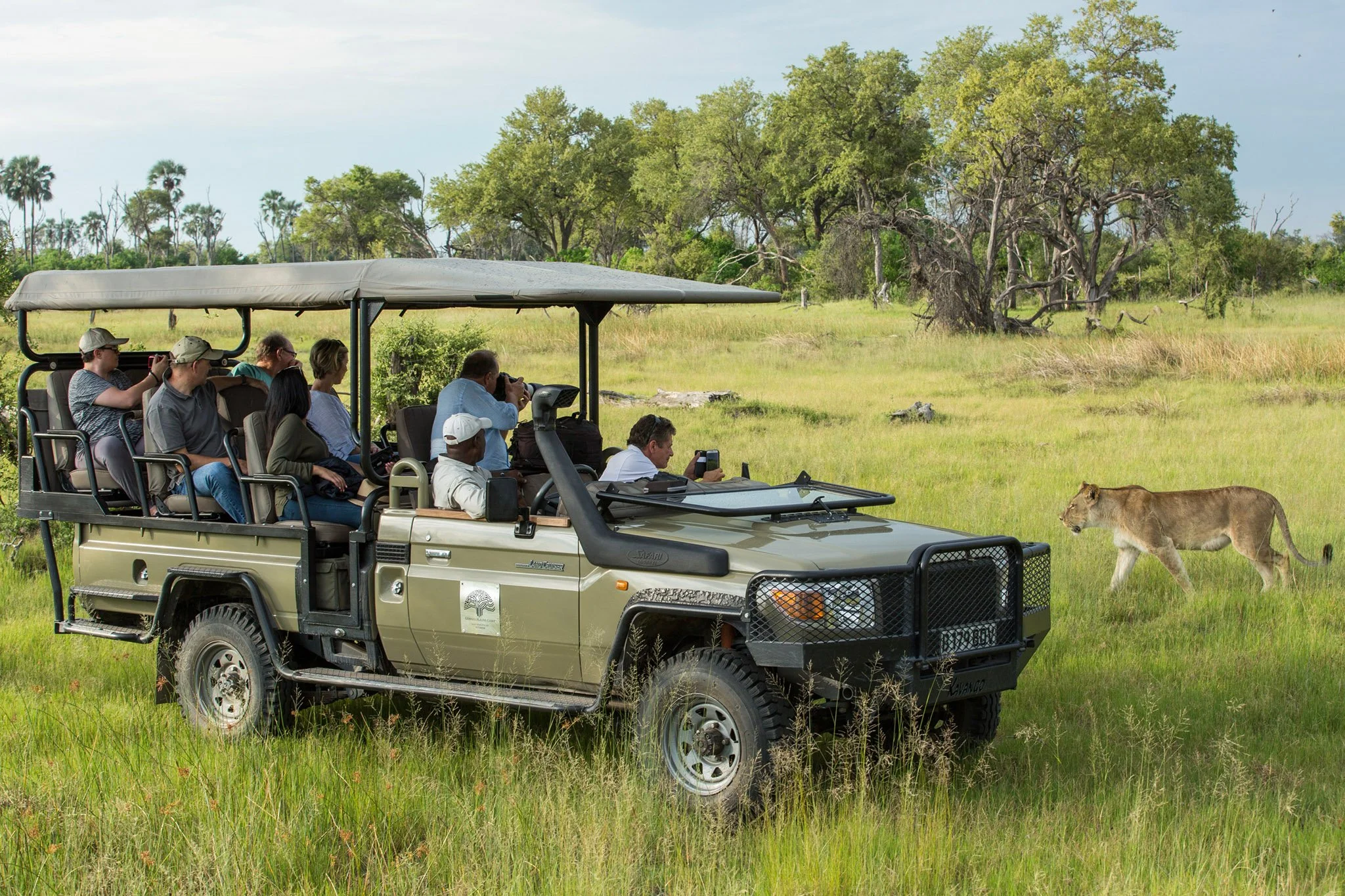 machaba-web-experience-wildlife-game-drive-lion.jpg