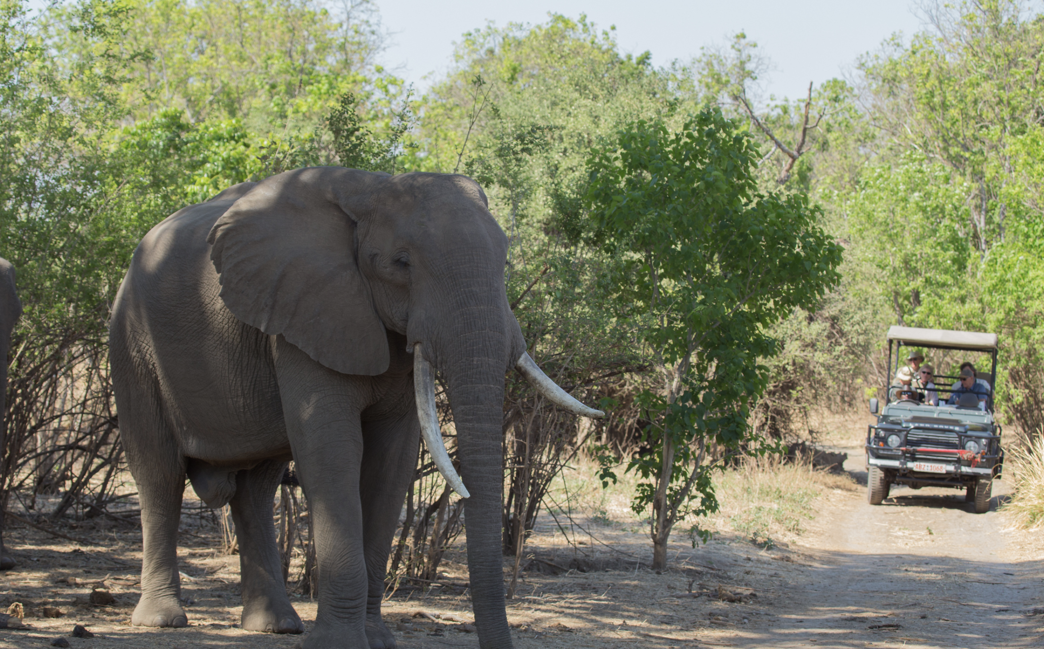 How Fit Do You Need to Be for a Safari?