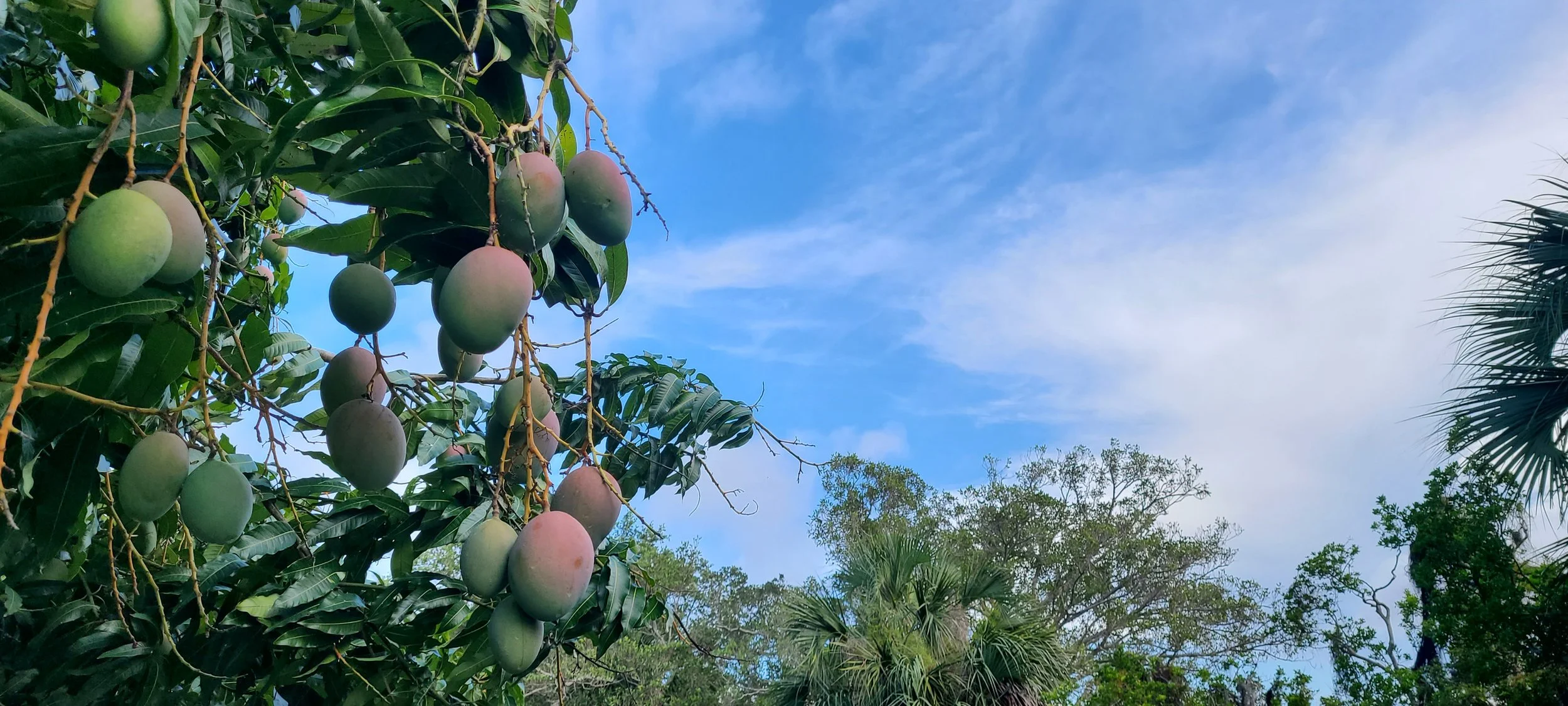 Clouds, Mangoes, and Hope