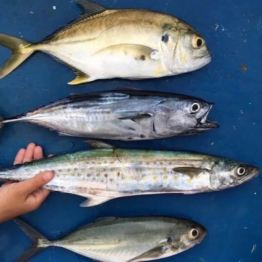 Fishing in Golfo Dulce Costa Rica