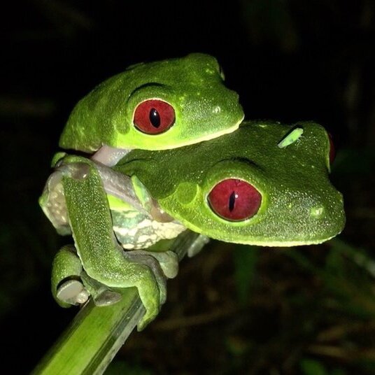 Night wildlife walk at Golfo Dulce Retreat