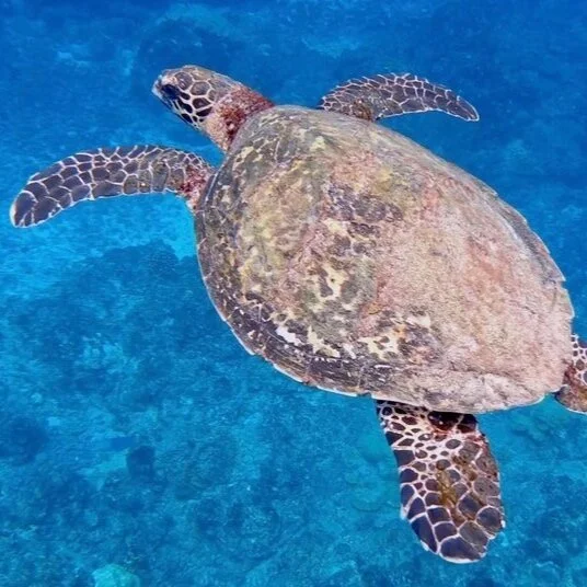 Snorkelling or Scuba Diving in Cano Island