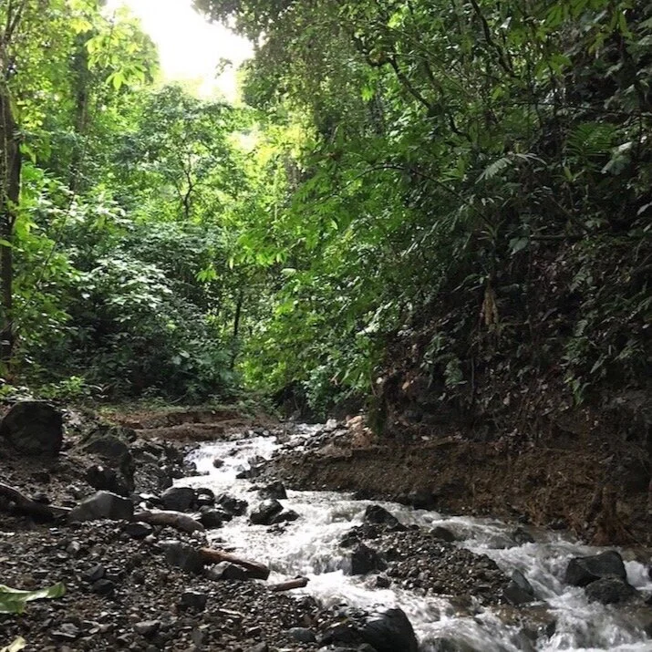 Hike through the rainforest at Golfo Dulce Retreat