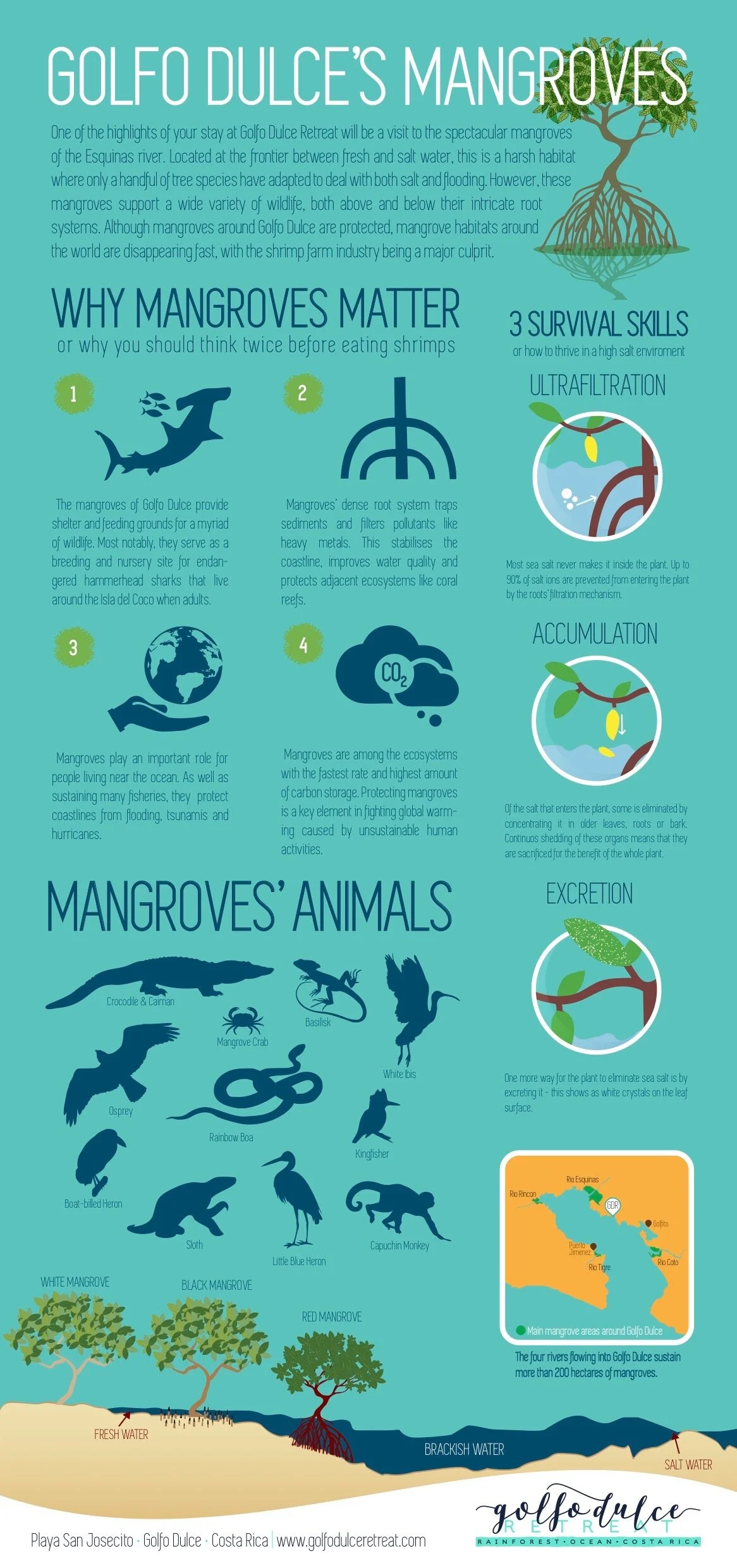 Golfo Dulce Mangroves Infographics
