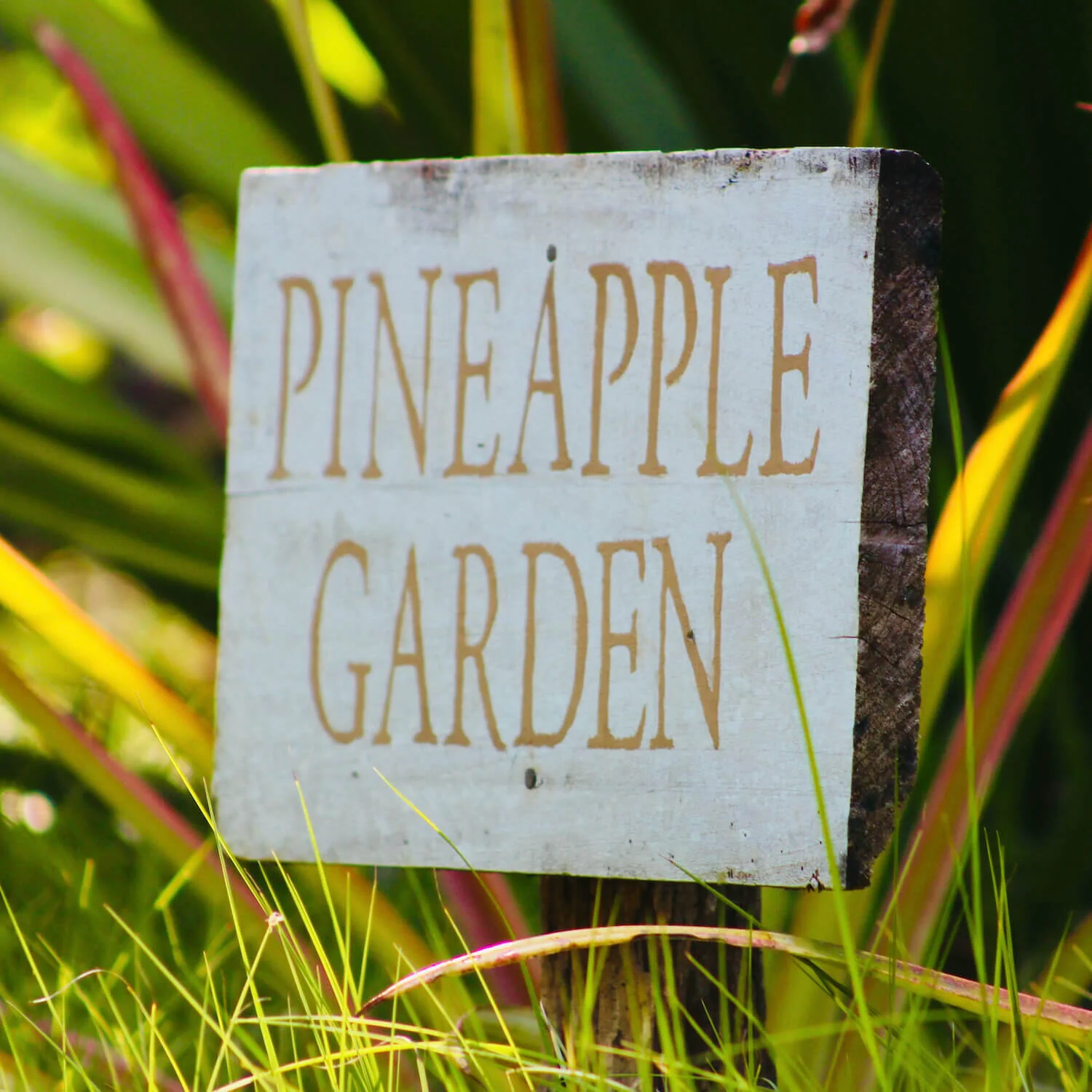 Pineapple Garden