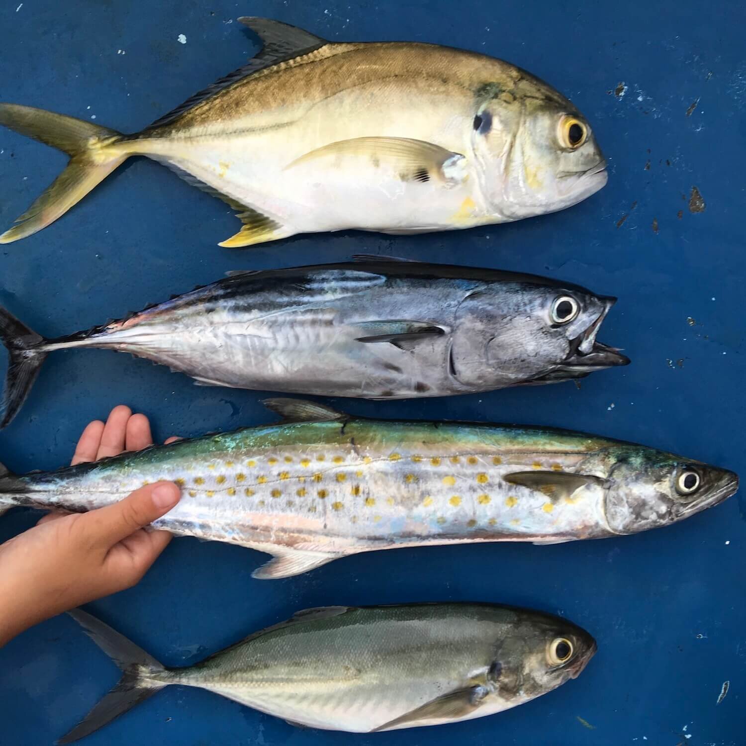 Freshly caught fish