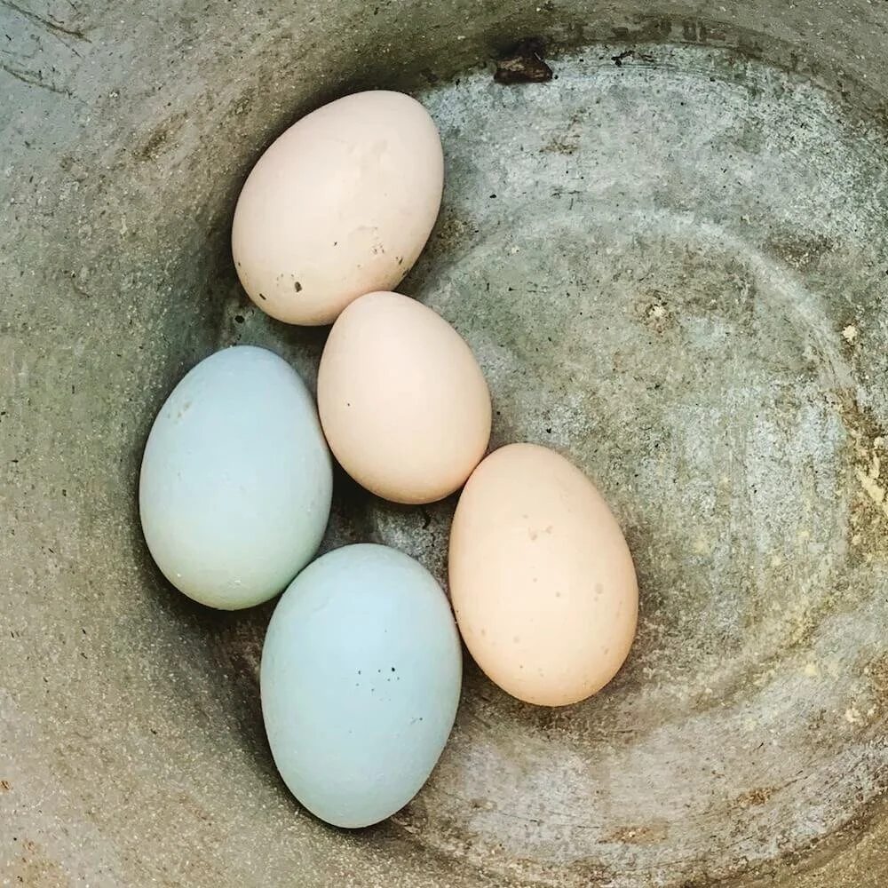 fresh eggs