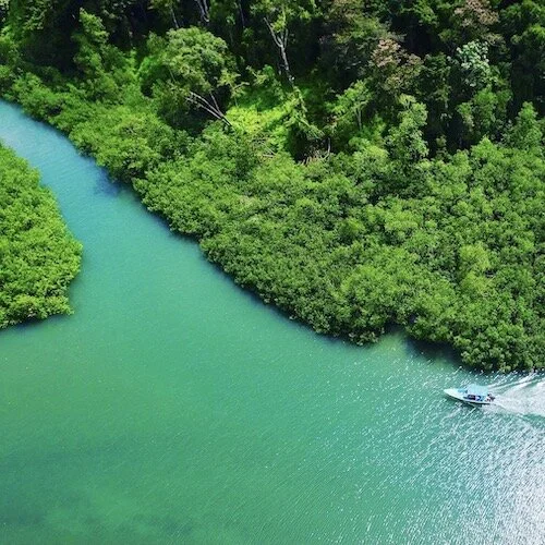 Golfo Dulce Mangroves of Rio Esquinas, Costa Rica