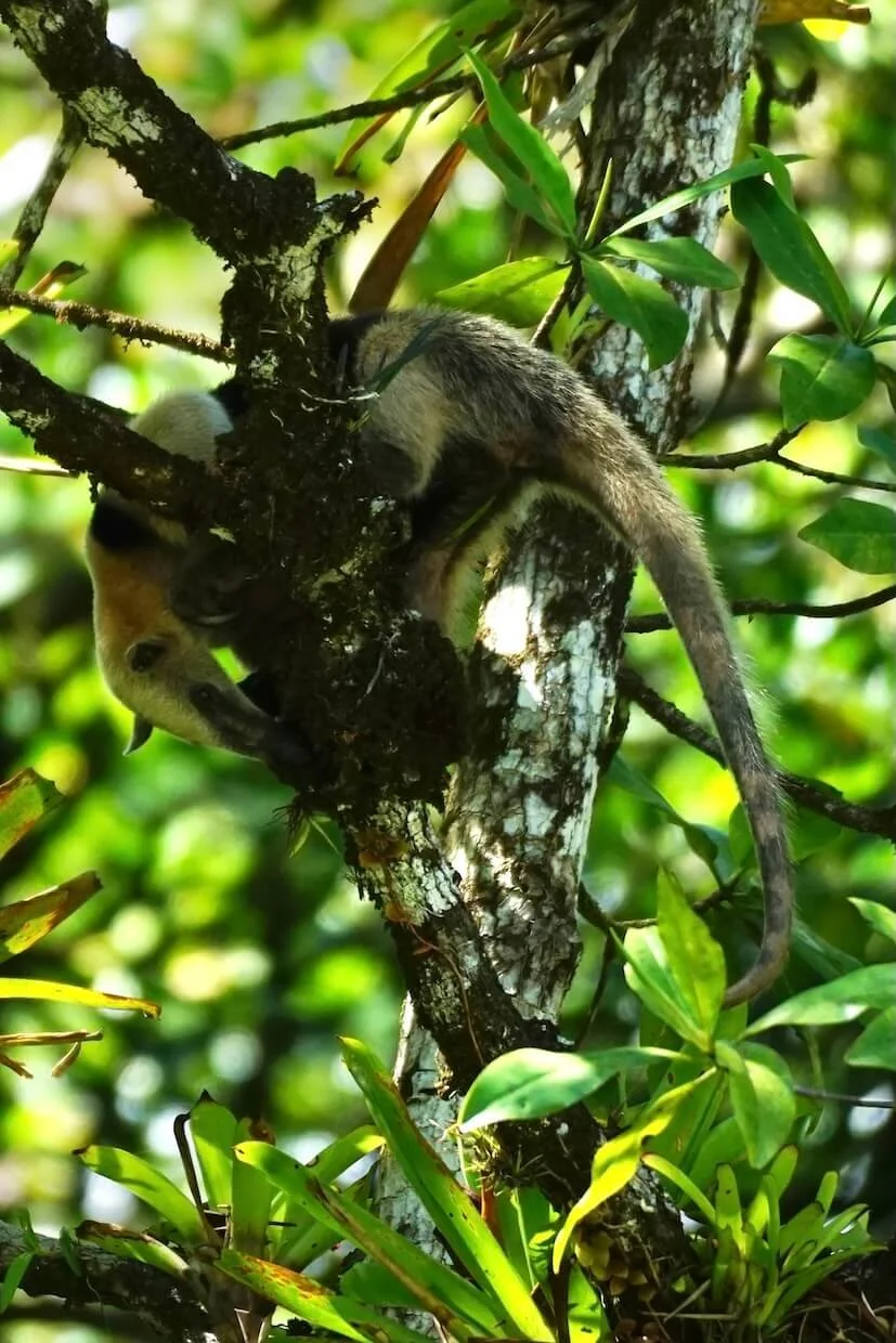 Northern tamandua.JPG