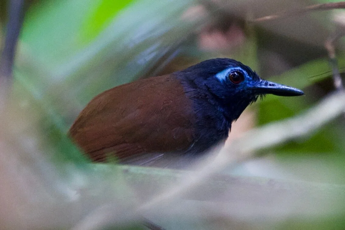 antbird.JPG