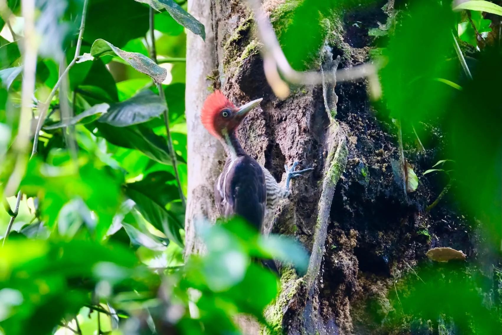 woodpecker.JPG