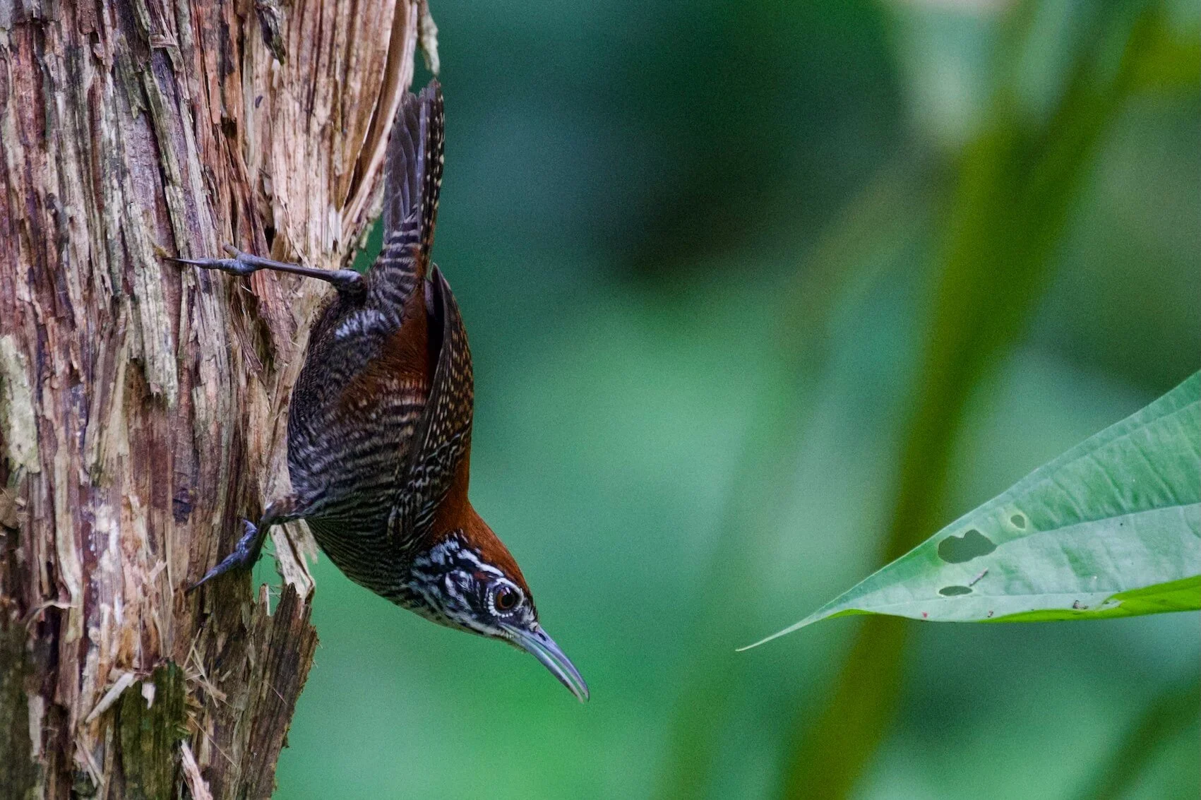 riverside wren.jpeg