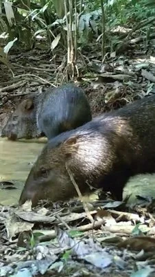 collared peccaries.jpg
