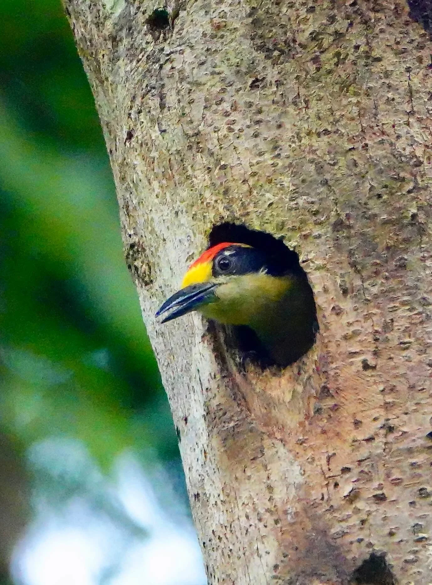 woodpecker.jpeg