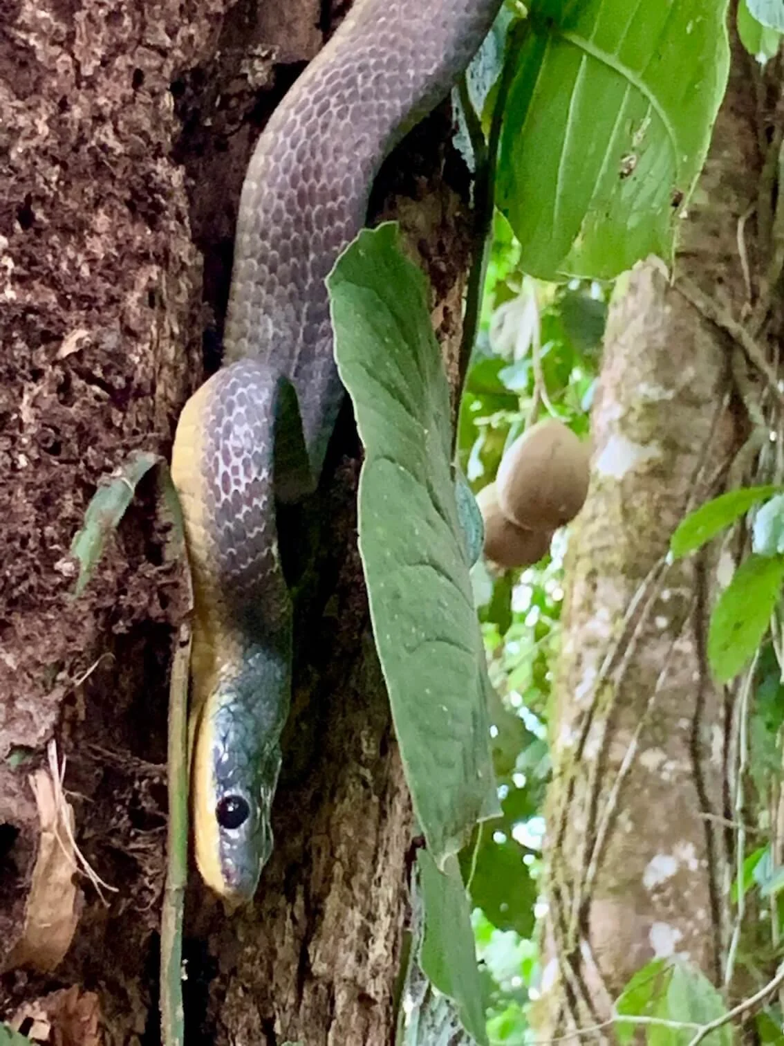 snake.jpeg