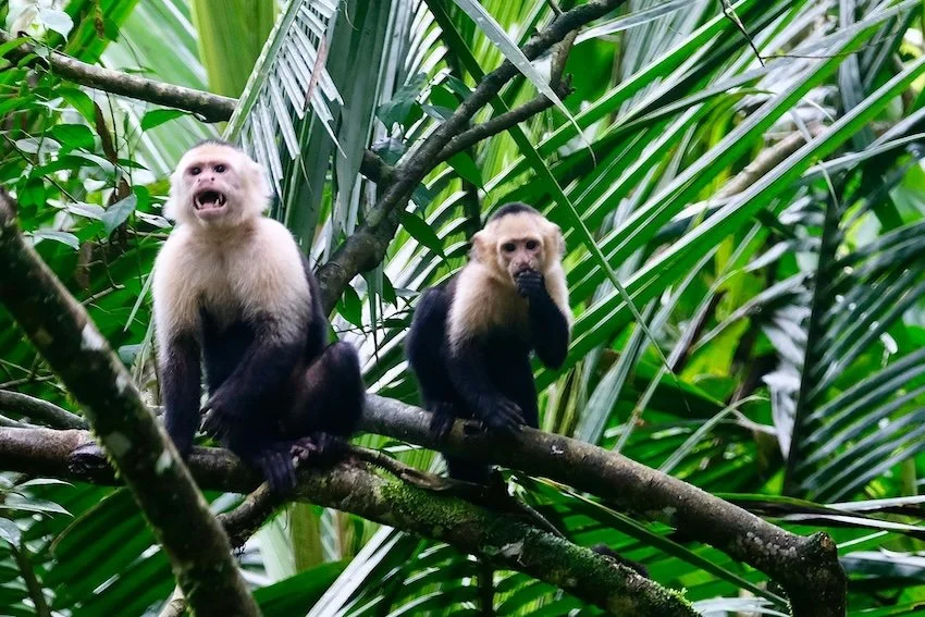 white faced monkeys.JPG
