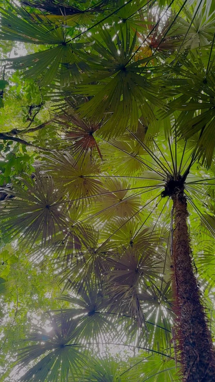 wild palms.jpeg
