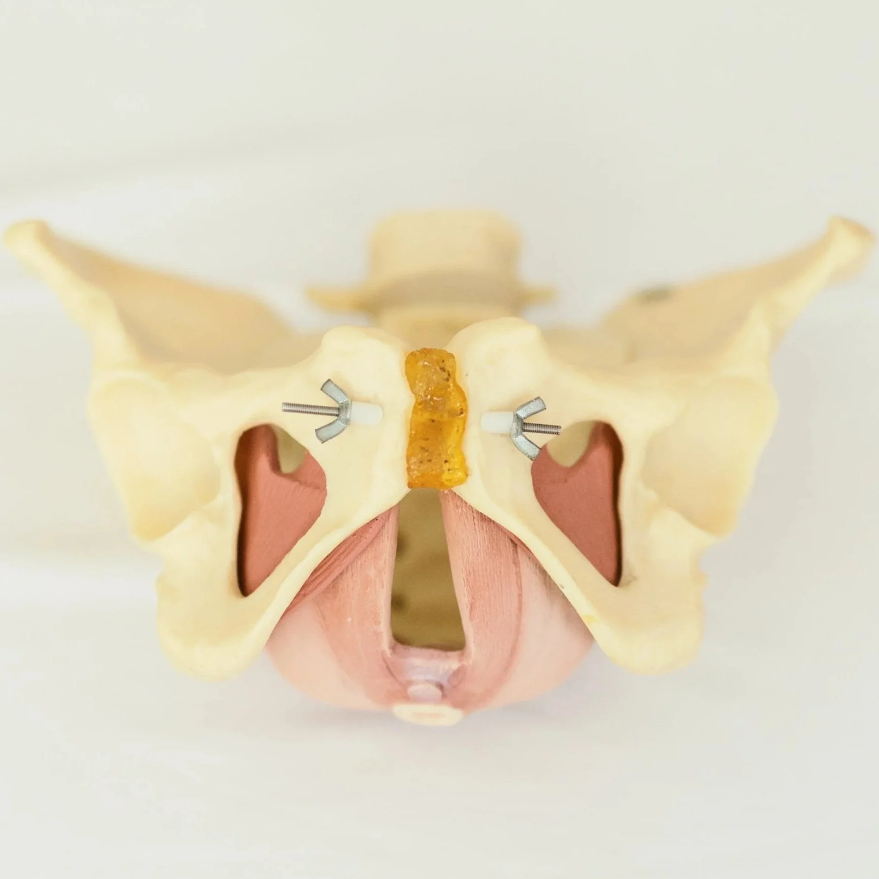 NOLA Pelvic Health - pelvis diagram